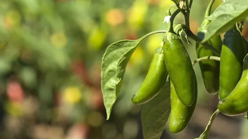 Jalapeno peppers on vine