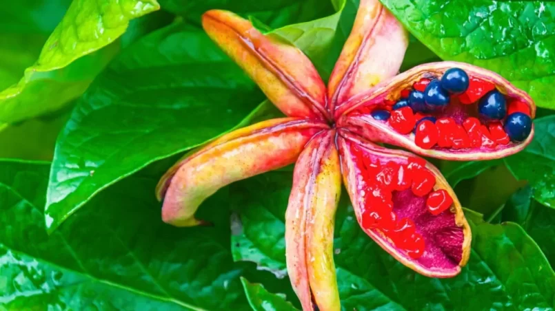 The star shaped pod of a Japanese Woodland Peony splits to reveal a cluster of blue seeds