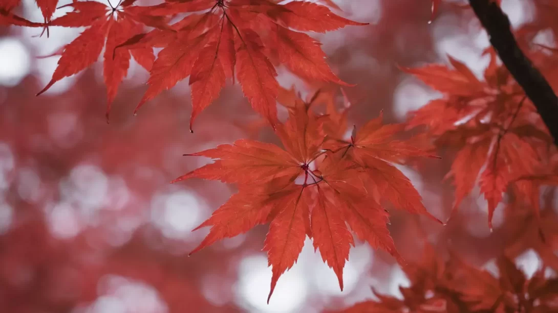 Japanese maple tree leaves