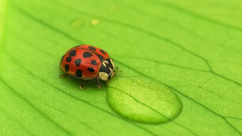 Ladybug drinking water