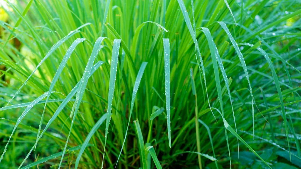 Lemongrass in the garden