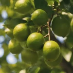 Lime tree with limes