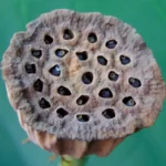 Lotus seedpod with its green leaf background