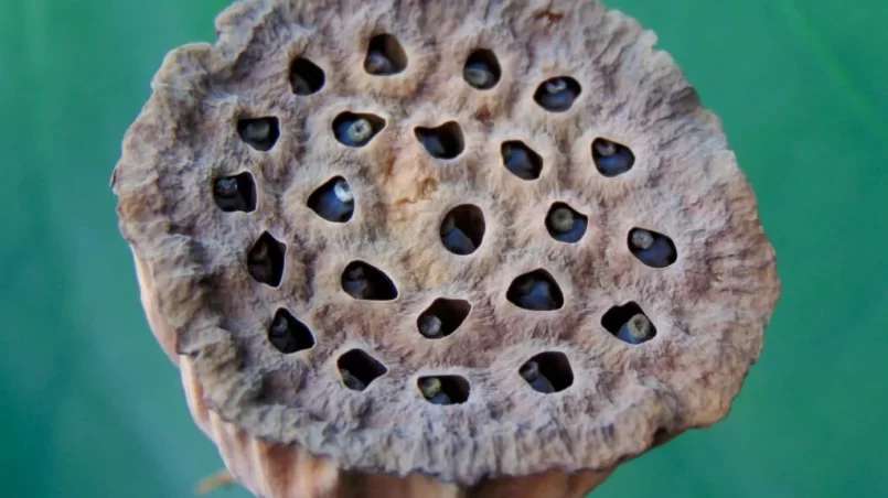 Lotus seedpod with its green leaf background