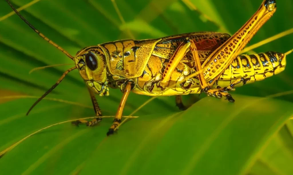 Lubber Grasshopper Romalea guttata