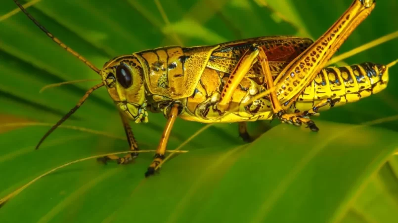 Lubber Grasshopper Romalea guttata