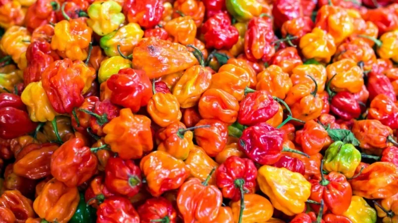 Many red yellow orange habanero peppers