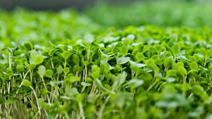 Micro greens