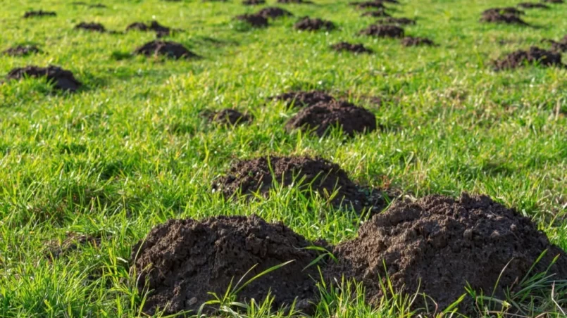 Mole mound (Talpa europaea) in a green meadow in springtime