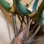 Monstera deliciosa plant aerial roots