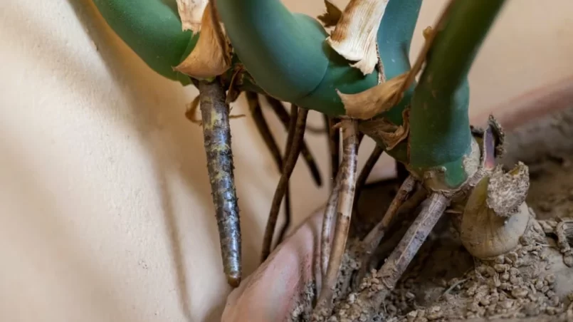 Monstera deliciosa plant aerial roots