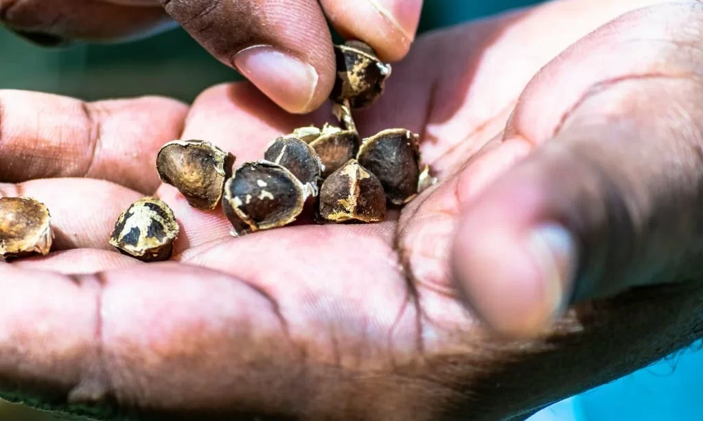 Moringa seeds in hand