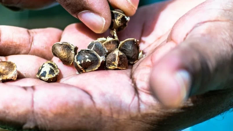 Moringa seeds in hand