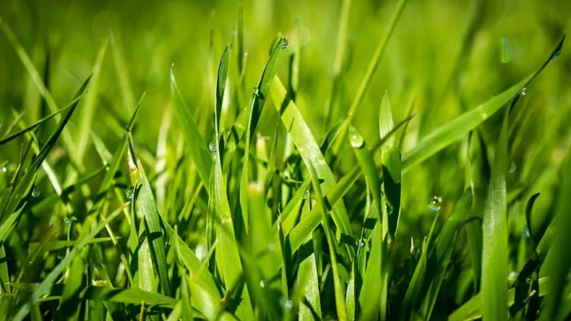 Morning dew on the grass