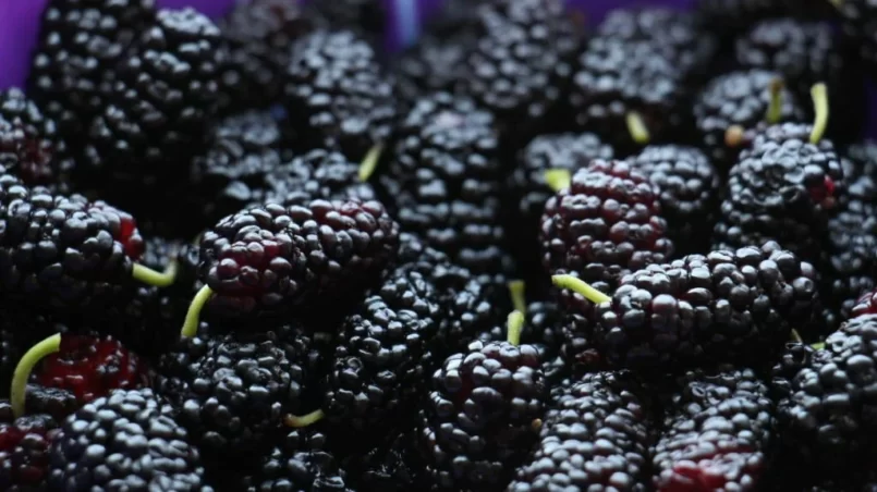 Mulberry fruits