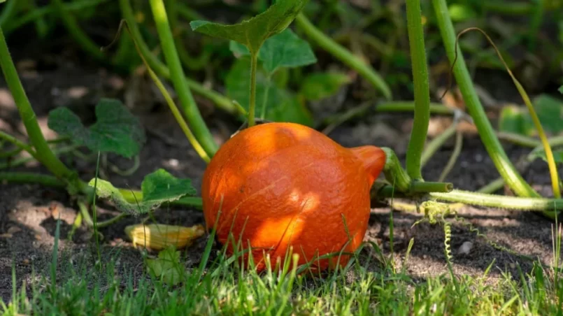 One fresh orange color hokkaido pumpkin ripening on the plant