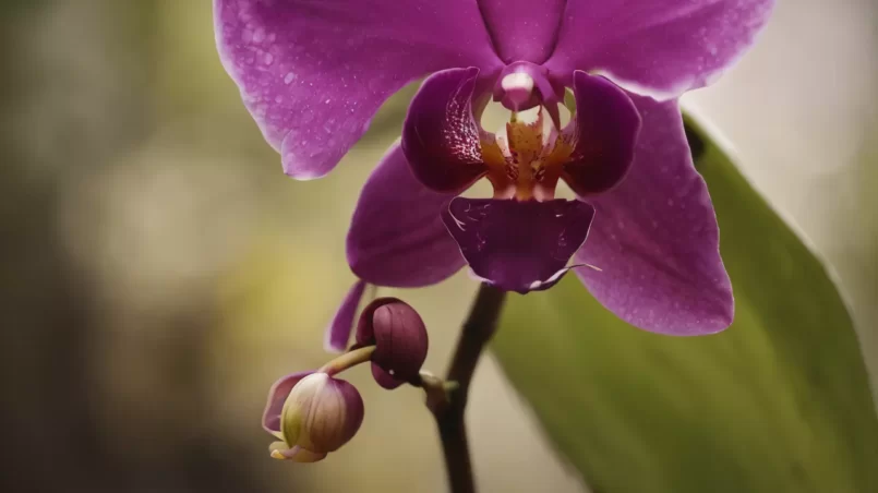 Orchid flower and leave in background