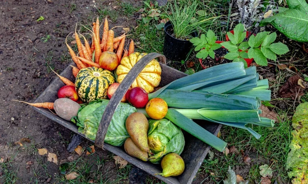Organic Vegetables and Fruit in Wooden Basket