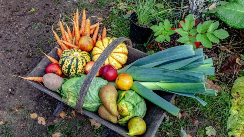 Organic Vegetables and Fruit in Wooden Basket