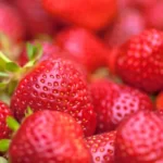 Organically grown strawberries