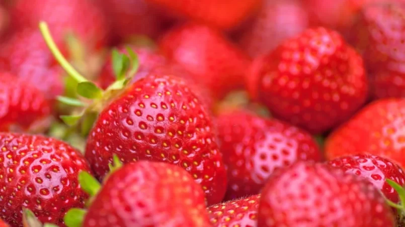 Organically grown strawberries