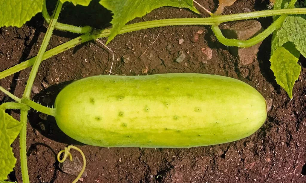 Overripe cucumber