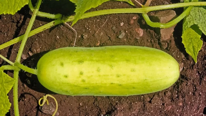 Overripe cucumber