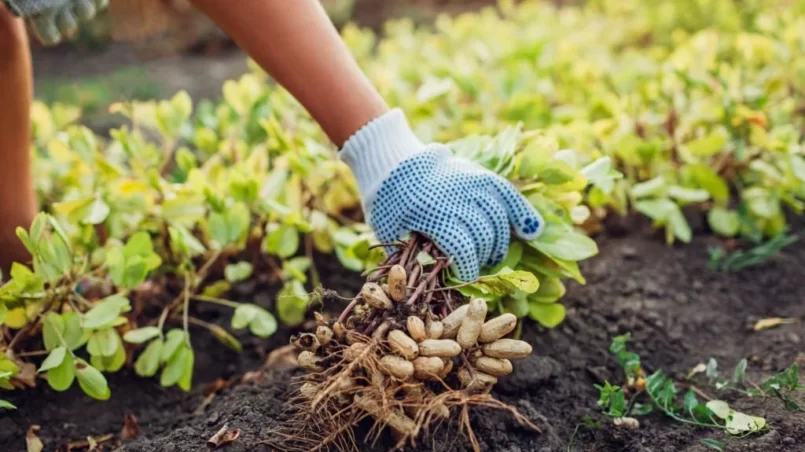 Peanut plant