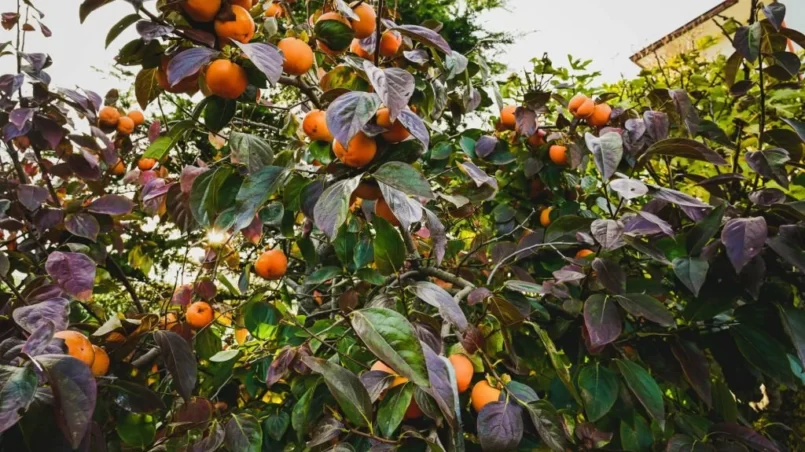 Persimmons fruit tree