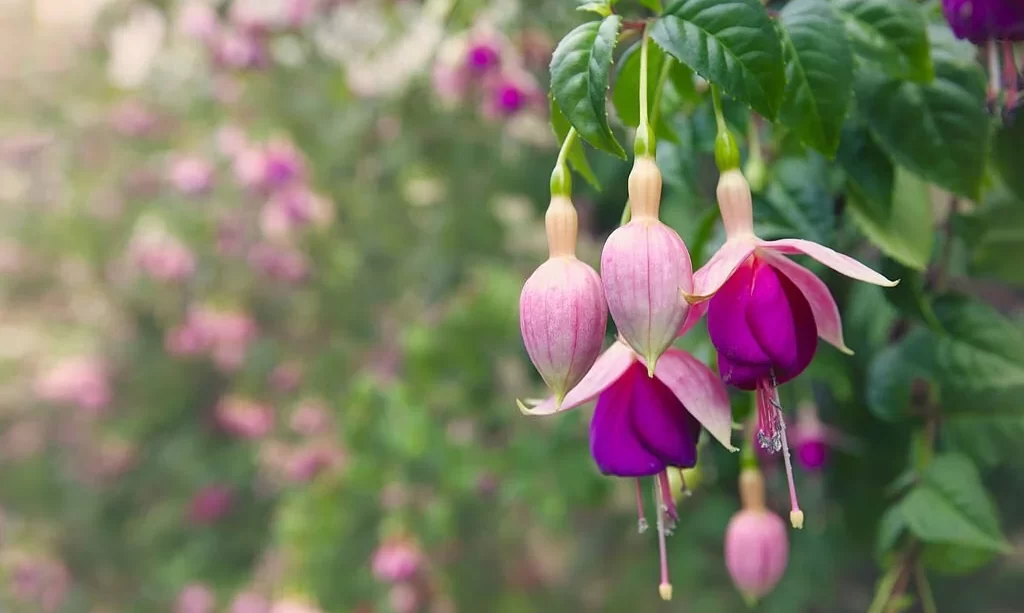 Pink and purple fuchsia in bloom in a garden