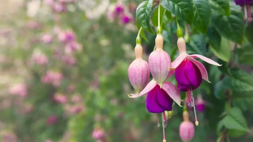 Pink and purple fuchsia in bloom in a garden