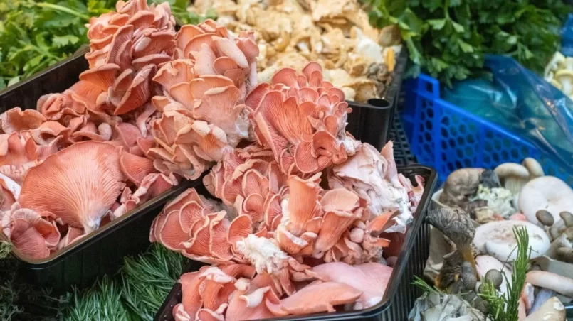 Pink oyster mushroom