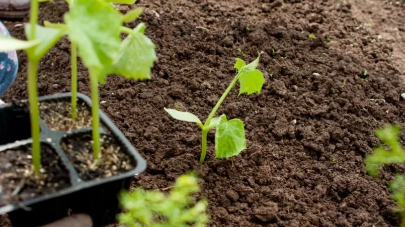 Planting Cucumbers