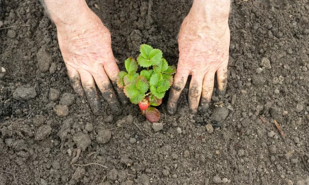 Planting Strawberries in soil