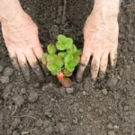 Planting Strawberries in soil