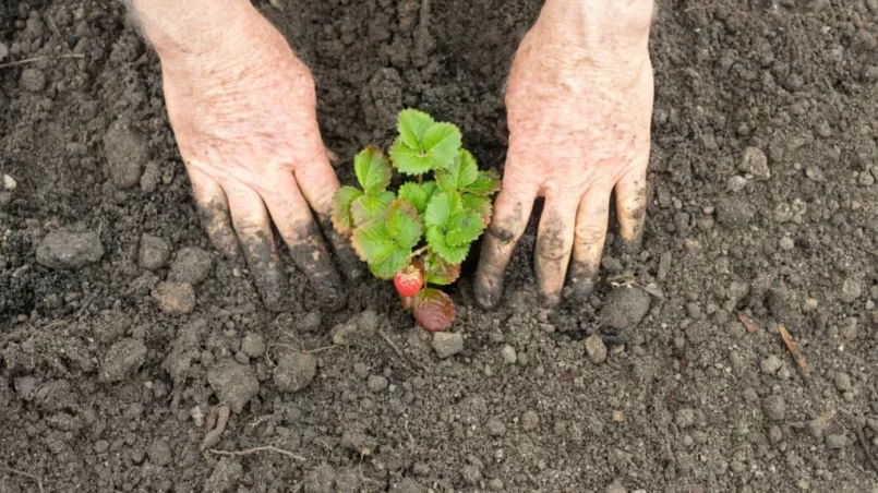 Planting Strawberries in soil