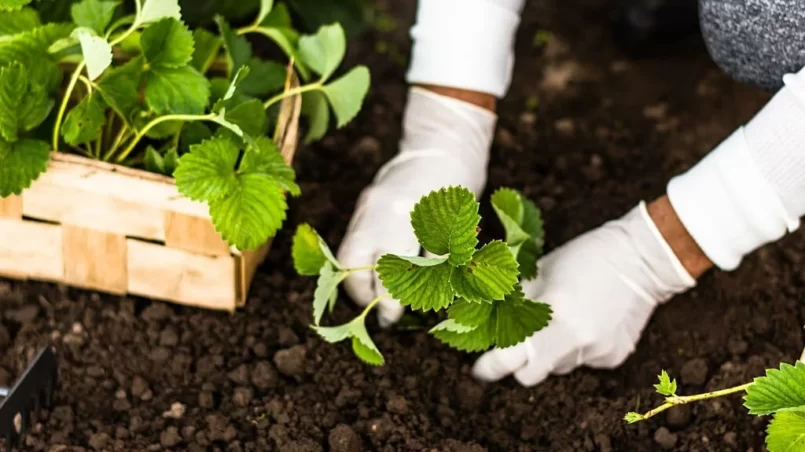 Planting strawberries