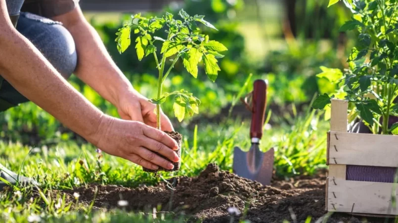 Planting tomatoes in vegetable garden