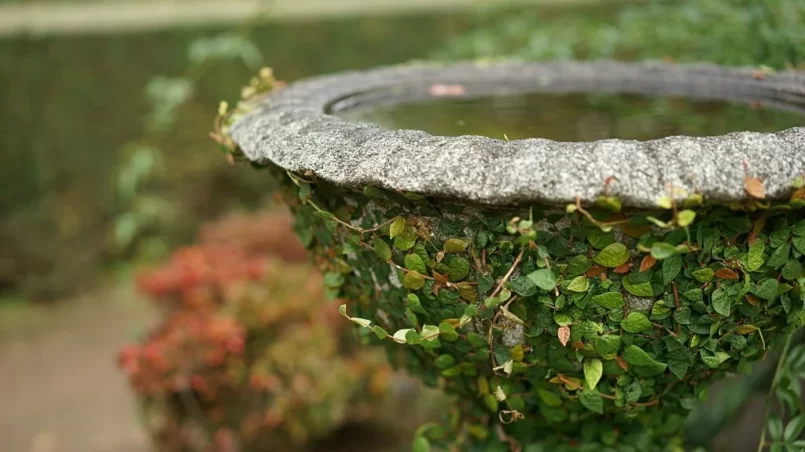 Plants on bird bath