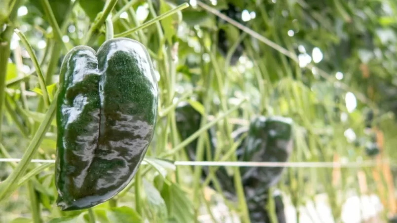 Poblano peppers growing in a greenhouse