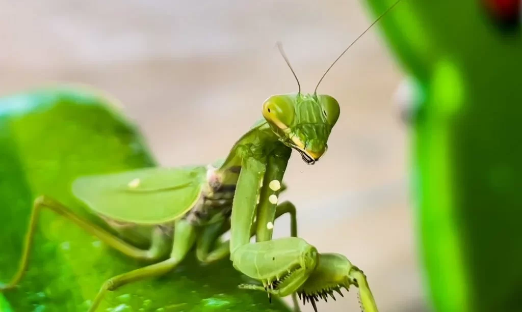 Praying mantis in garden