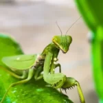 Praying mantis in garden