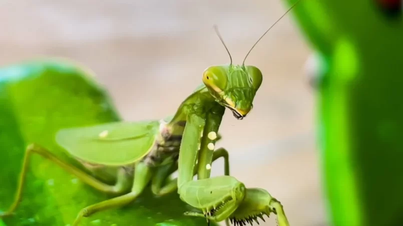 Praying mantis in garden