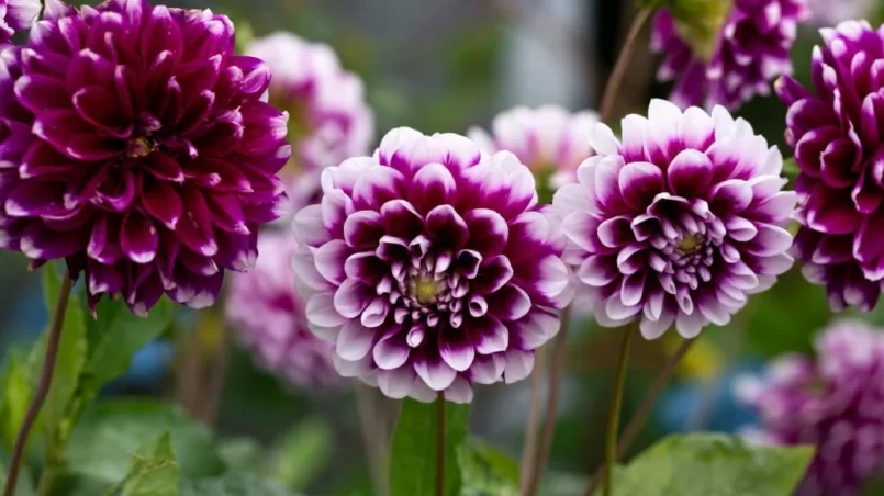 Purple and White Edinburgh Dahlia Flower in summer garden