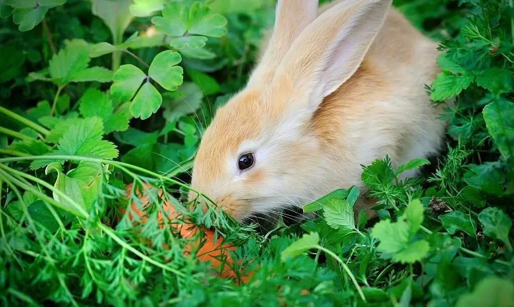 Rabbit with a carrot in grass