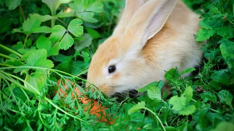 Rabbit with a carrot in grass