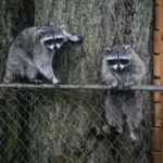 Raccoons on the Fence