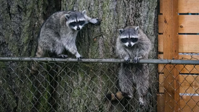 Raccoons on the Fence