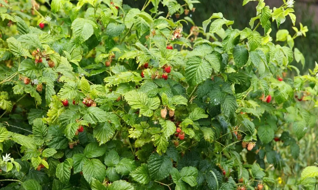 Rain generously pours ripening garden and shrubs of growing raspberries