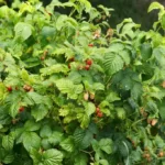Rain generously pours ripening garden and shrubs of growing raspberries